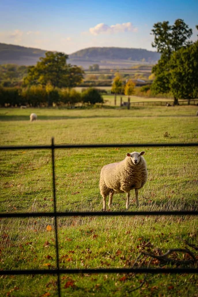 A sheep in a field near Kemerton